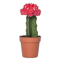 ENRICH PLANTS : Moon Cactus (RED),Live Plant, Air Purifying, Succulent,-thumb3