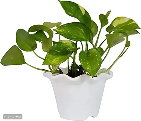 ENRICH PLANTS : Green Moneyplant,Live Plant,Plastic Pot, Air Purifying, Good Luck.