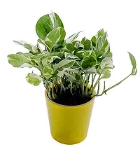 ENRICH PLANTS : Green Moneyplant,Live Plant, Air Purifying, Good Luck.-thumb1