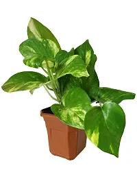 ENRICH PLANTS : Green Moneyplant,Live Plant, Air Purifying, Good Luck.-thumb4