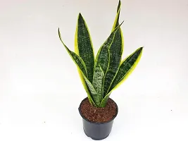 ENRICH PLANTS :: Sansevieria - Snake plant :: Natural Live Plant :: Plastic Pot :: Air Purifying :: Home Decor ::-thumb2