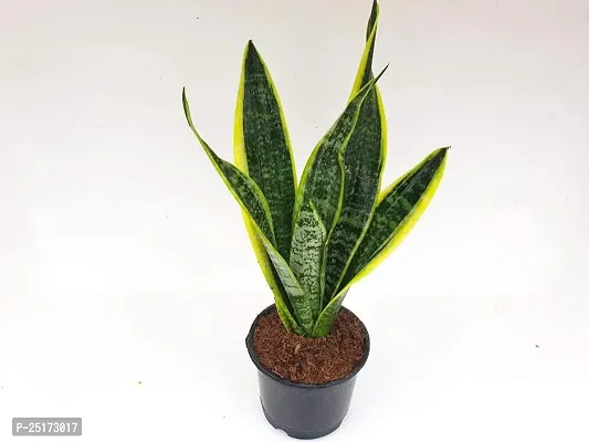 ENRICH PLANTS :: Sansevieria - Snake plant :: Natural Live Plant :: Plastic Pot :: Air Purifying :: Home Decor ::-thumb3