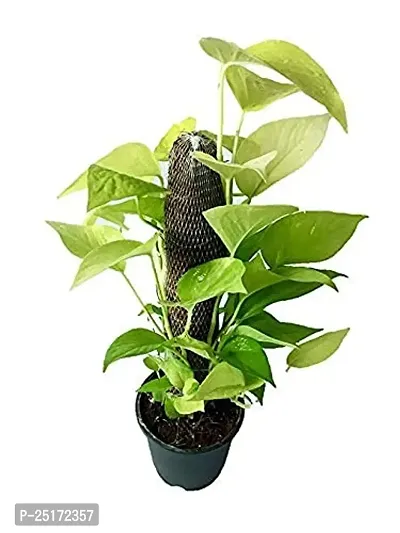 ENRICH PLANTS : Green Moneyplant,Live Plant, Air Purifying, Good Luck.