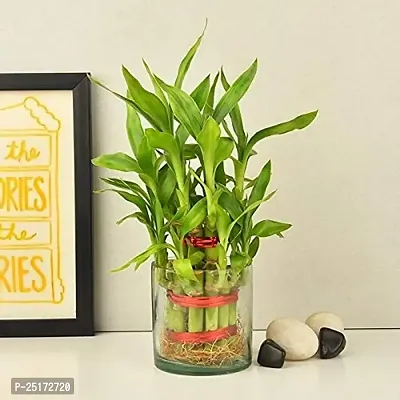 ENRICH PLANTS : LUCKY BAMBOO, 2 Layer, Good Fortune Live Plant, Glass Pot, Home Decor Plant,