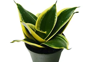 ENRICH PLANTS : Sansevieria Jade Marginata, Snake Plant,Live Plant, Air Purifying,Home Dcor Plant,-thumb1