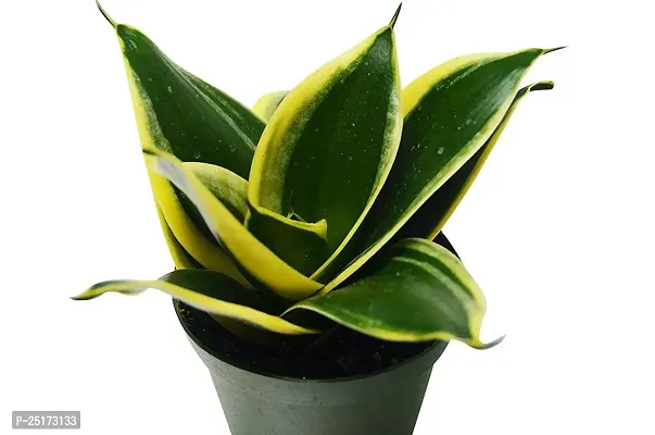 ENRICH PLANTS : Sansevieria Jade Marginata, Snake Plant,Live Plant, Air Purifying,Home Dcor Plant,-thumb2