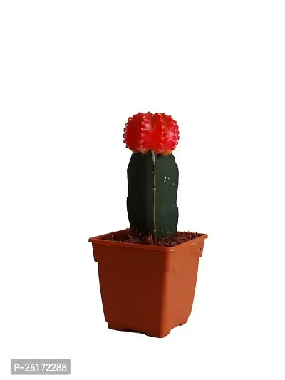 ENRICH PLANTS : Moon Cactus (RED),Live Plant, Air Purifying, Succulent,