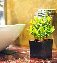 ENRICH PLANTS : LUCKY BAMBOO, 2 Layer, Good Fortune Live Plant, Ceramic Pot, Home Decor Plant,-thumb4