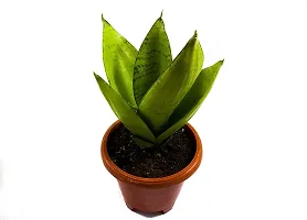 ENRICH PLANTS : Sensevieria Moonshine, Snake Plant,Live Plant, Air Purifying,Home Dcor Plant,-thumb2