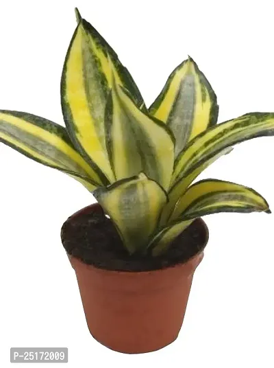 ENRICH PLANTS : Sansevieria Hahnii Golden, Snake Plant,Live Plant, Ceramic Pot, Air Purifying,Home Dcor Plant,