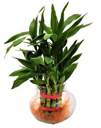 ENRICH PLANTS :: LUCKY BAMBOO :: 2 Layer ::Good Fortune Live Plant :: Round Glass Pot :: Home Decor :: Feng Shui Plant ::-thumb3