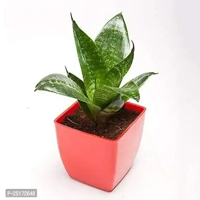 ENRICH PLANTS : Sansevieria Hahnii Green Dwarf, Snake Plant,Live Plant, Air Purifying,Home Dcor Plant,