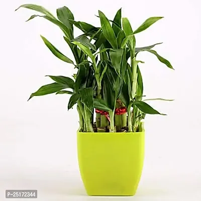 ENRICH PLANTS : LUCKY BAMBOO, 2 Layer, Good Fortune Live Plant, Home Decor Plant,