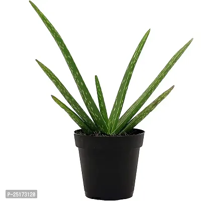 ENRICH PLANTS : Aloevera, Snake Plant,Live Plant, Air Purifying,Home Dcor Plant,-thumb0