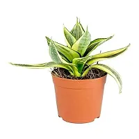 ENRICH PLANTS :: Sansevieria - Snake plant :: Natural Live Plant :: Plastic Pot :: Air Purifying :: Home Decor ::-thumb2