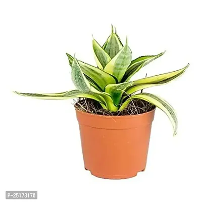 ENRICH PLANTS :: Sansevieria - Snake plant :: Natural Live Plant :: Plastic Pot :: Air Purifying :: Home Decor ::-thumb3