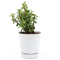 ENRICH PLANTS : JADE, Good Luck, Home Decor Live Plant, Air Purifying,-thumb3