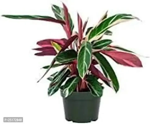 ENRICH PLANTS : Stromanthe Triostar,Live Plant, Air Purifying, Home Dcor Plant,