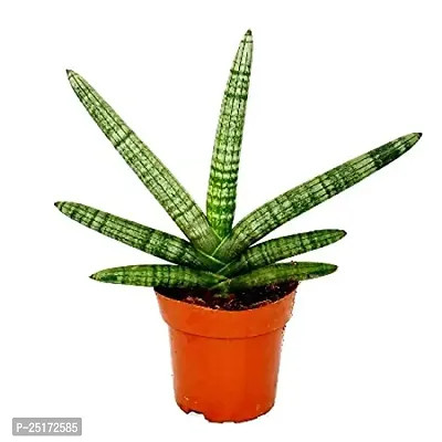 ENRICH PLANTS : Sansevieria Cylindrica Boncel, Snake Plant,Live Plant, Air Purifying,Home Dcor Plant,-thumb4