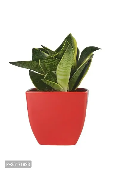 ENRICH PLANTS : Sansevieria Dwarf Laurentii, Snake Plant,Live Plant, Air Purifying,Home Dcor Plant,