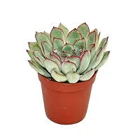 Enrich Plants Live Plants for Indoor Home Dcor | SUCCULENT |Indoor Plant|SHLOKU_3732(1)-thumb1