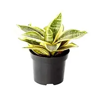 ENRICH PLANTS :: Sansevieria - Snake plant :: Natural Live Plant :: Plastic Pot :: Air Purifying :: Home Decor ::-thumb1