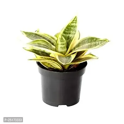 ENRICH PLANTS :: Sansevieria - Snake plant :: Natural Live Plant :: Plastic Pot :: Air Purifying :: Home Decor ::-thumb2