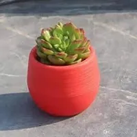 Enrich Plants Live Plants for Indoor Home D?cor | SUCCULENT |Indoor Plant|SHLOKU_4001(1)-thumb1