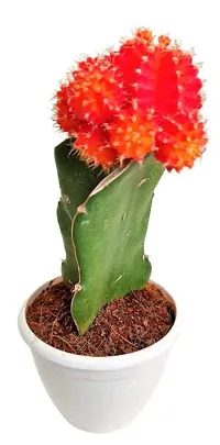 ENRICH PLANTS :: Moon Cactus Red :: Natural Live Plant :: Plastic Pot :: Air Purifying :: Home Decor ::-thumb4