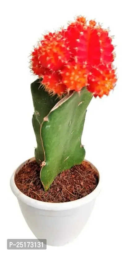 ENRICH PLANTS :: Moon Cactus Red :: Natural Live Plant :: Plastic Pot :: Air Purifying :: Home Decor ::-thumb5