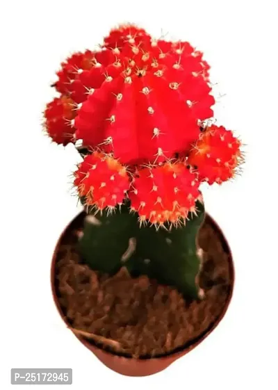 ENRICH PLANTS :: Moon Cactus Red :: Natural Live Plant :: Plastic Pot :: Air Purifying :: Home Decor ::-thumb0