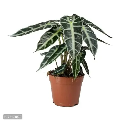 ENRICH PLANTS : SYNGONIUM, Home Dcor Live Plant, Air Purifying,