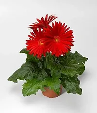 ENRICH PLANTS : Gerbera,Live Plant, Air Purifying,Home Dcor Plant,-thumb2