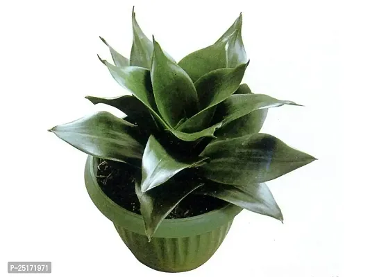 ENRICH PLANTS : Sensevieria Green, Snake Plant,Live Plant, Air Purifying,Home Dcor Plant,