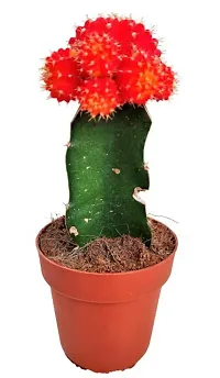 ENRICH PLANTS :: Moon Cactus Red :: Natural Live Plant :: Plastic Pot :: Air Purifying :: Home Decor ::-thumb2