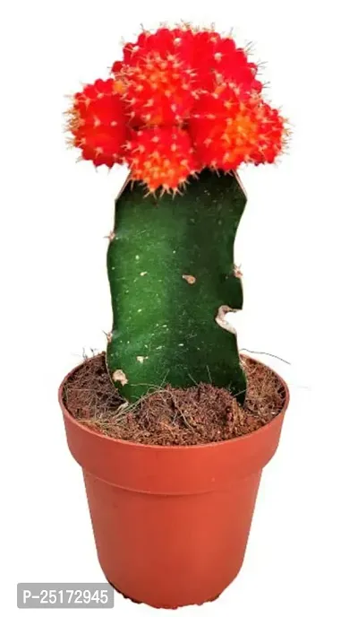 ENRICH PLANTS :: Moon Cactus Red :: Natural Live Plant :: Plastic Pot :: Air Purifying :: Home Decor ::-thumb3