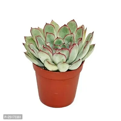 Enrich Plants Live Plants for Indoor Home D?cor | SUCCULENT |Indoor Plant|SHLOKU_3732(1)