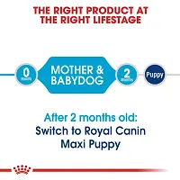 Royal Canin Maxi Starter for Large Breed Mother  Puppy Dog Dry Food 1Kg-thumb2