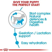 Royal Canin Mini Starter for Small Breed Mother  Puppy Dog Dry Food 1Kg-thumb2