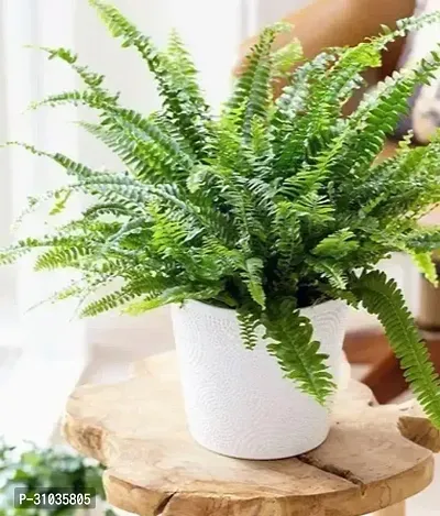 Vibrant Live Plants: Enhance Your Home and Garden with Lush, Green Beauty