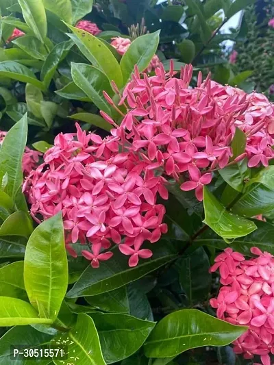 S Sikder Nursery ixora rangan indoor outdoor home decor live tree hybrid flower plants-thumb0