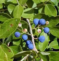 Classic Rudraksha Plant-thumb1