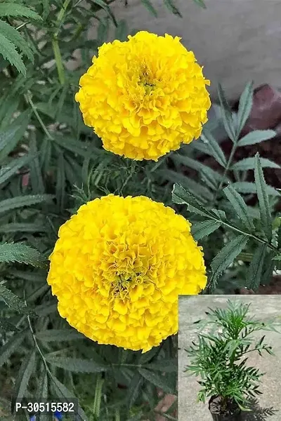 YELLOW MARIGOLD FLOWER PLANT