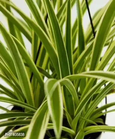 Vibrant Live Plants: Enhance Your Home and Garden with Lush, Green Beauty-thumb0