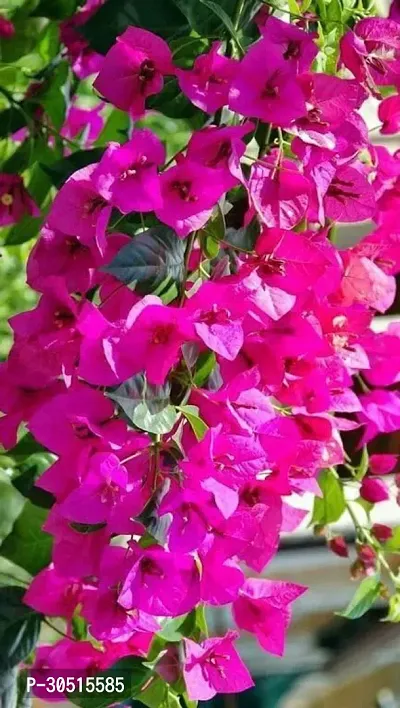 PINK BOUGANVILLEA FLOWER PLNT-thumb0