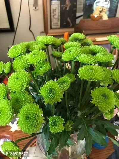 Chrysanthemum flower plant