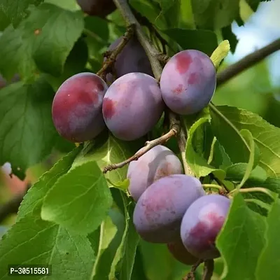 Plum Perfection: A Versatile Fruit for Sweet Delights and Savory Dishes!