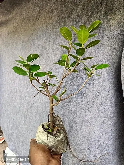 CHINESE BANYAN INDOOR PLANT