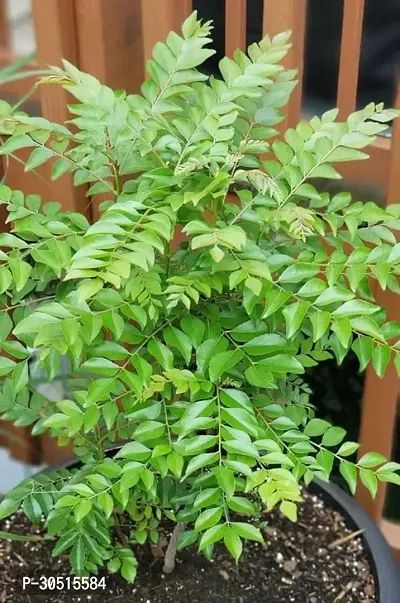 CURRY LEAF PLANT