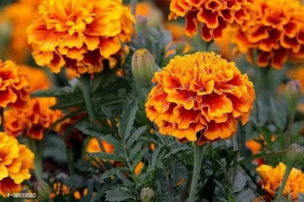 DEEP RED MARIGOLD FLOWER PLANT